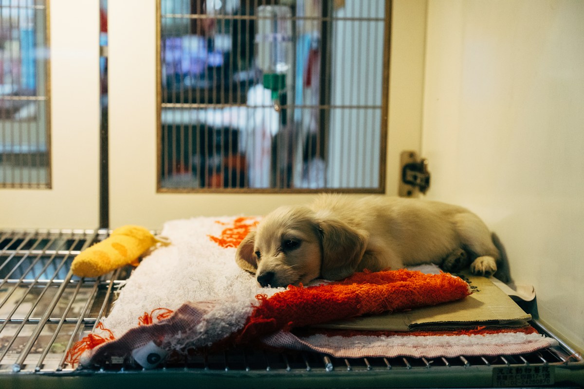 Puppy resting comfortably during veterinary recovery