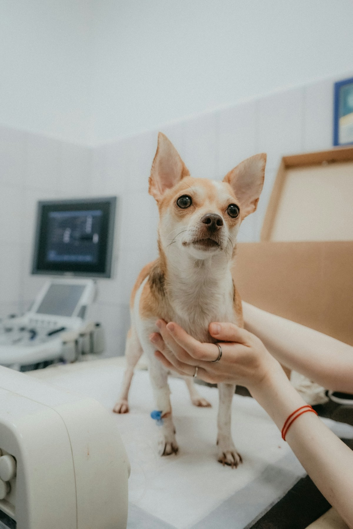 Small dog receiving a veterinary examination